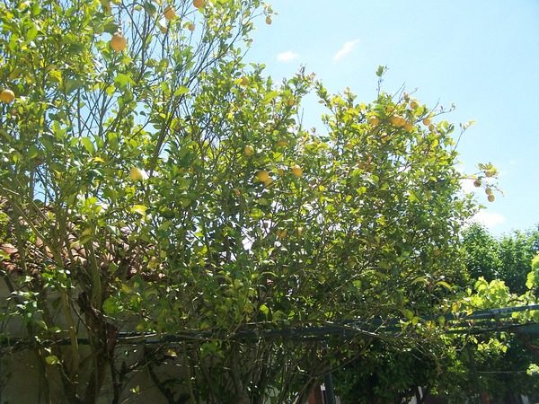 Fresh lemons almost all year round